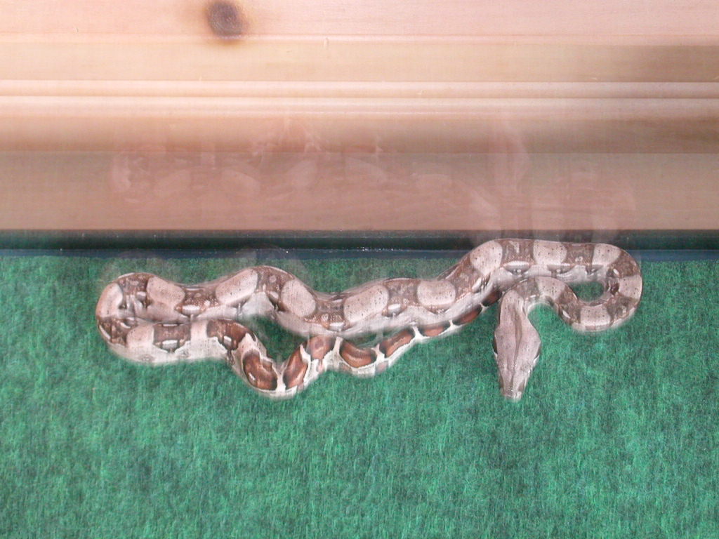 boa