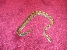 cyrus