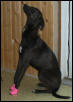Jazzy Pink Feet