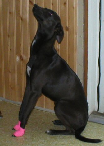 Jazzy Pink Feet