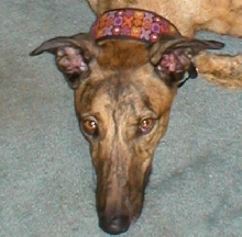 Melvin - Looking Evil