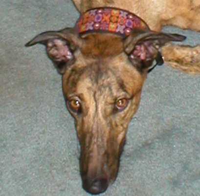 Melvin - Looking Evil