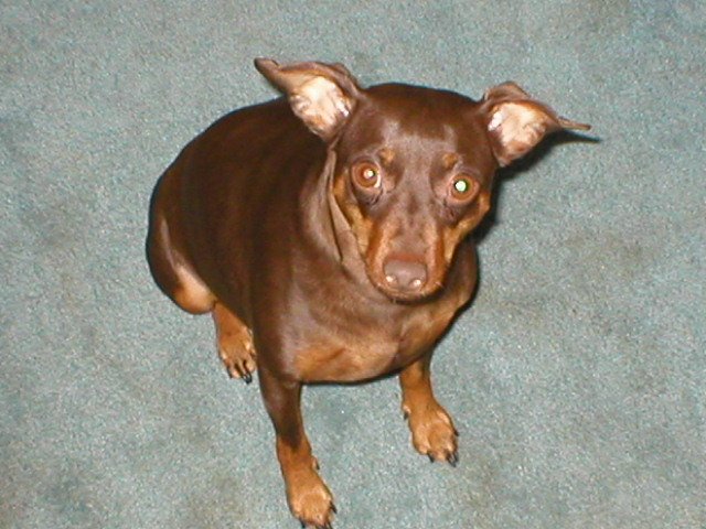 Mocha