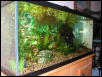 Guppy tank
