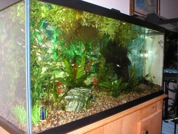 Guppy tank