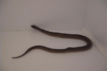 Injured Snake