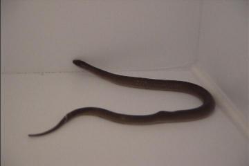 Injured Snake