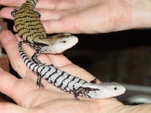 Some Breeder Had These Beauties