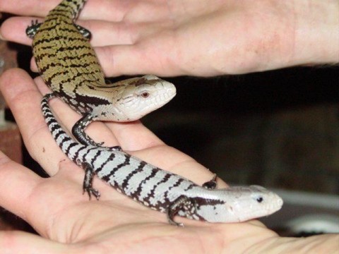 Some Breeder Had These Beauties