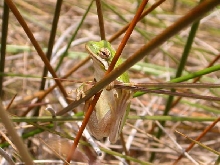 Green Tree Frog