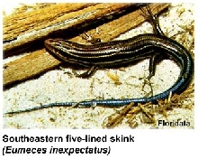South-Eastern Five-Lined Skink