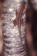 Cuban Brown Anole