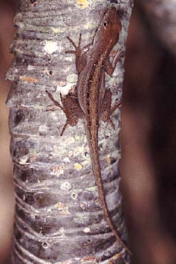 Cuban Brown Anole