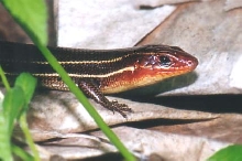 Eumeces inexpectatus