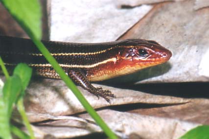 Eumeces inexpectatus