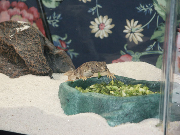 Sedona Eating