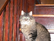 Marvin