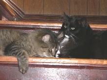 Marvin and Fluffy