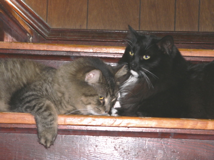 Marvin and Fluffy
