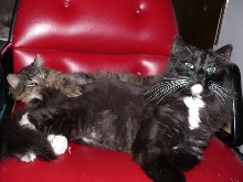 Marvin and Fluffy