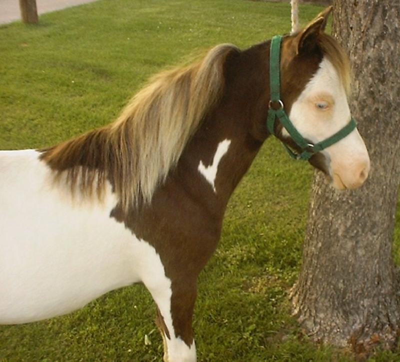 colt