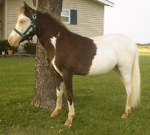 maybe my future stud