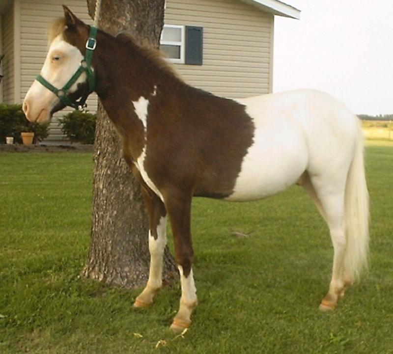 maybe my future stud