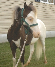 stud colt