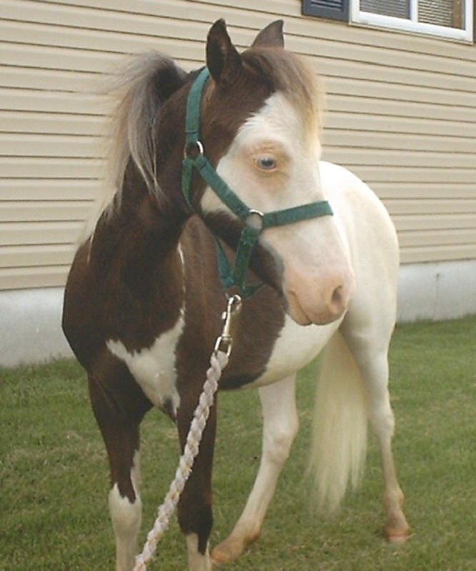 stud colt