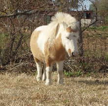 JackMohawk
