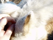 jacks ear