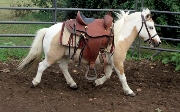 jack ridedddd