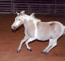 jack liberty2
