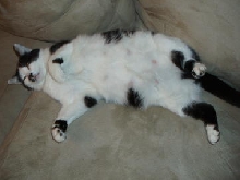 Poor Momma Cat