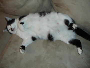 Poor Momma Cat