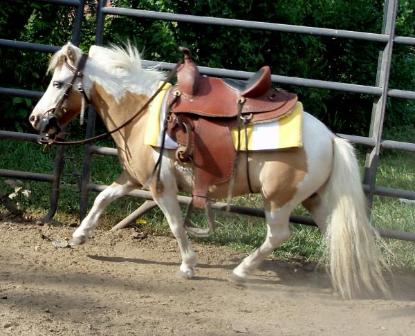jack ride
