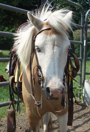 jack ride face