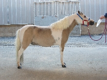 halter