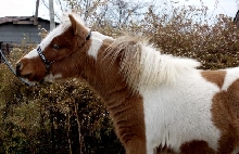 Queenie Profile