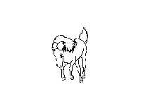 horse