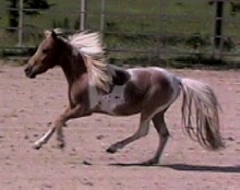 desi trot