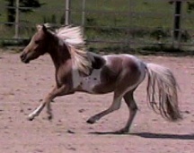 desi trot