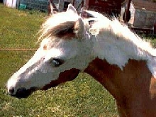 edited head pic