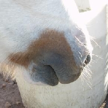 JAcks Muzzle