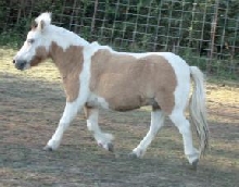 jack trotting