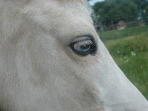 Krackerjackface