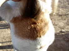 jacks forelock