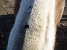 jacks neck spots