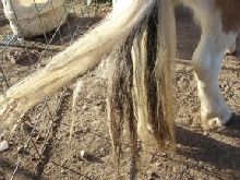 jacks tail