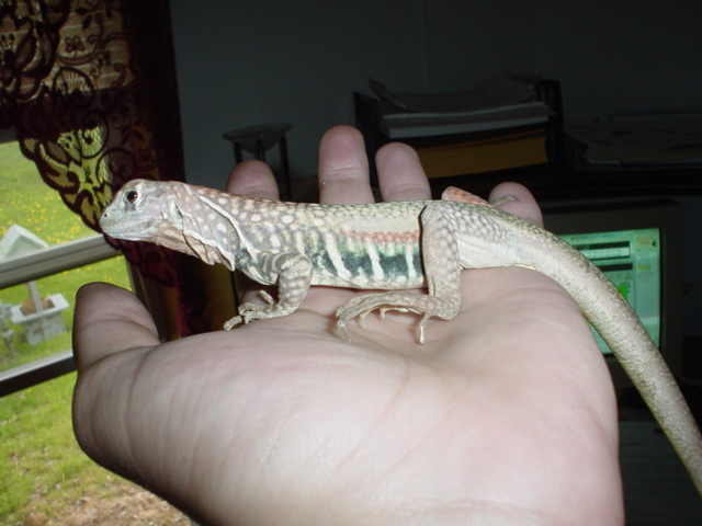 Butterfly Agama